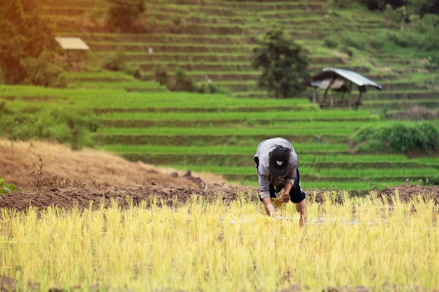 Фермеры сажают рис в ферму с копией пространства, работая в горах