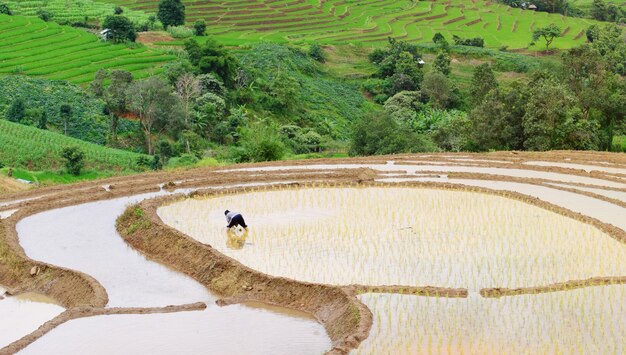 Farmers are planting rice in the farm 