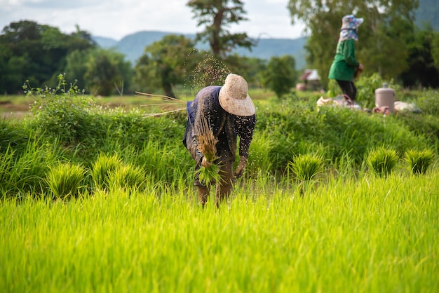 Farmers are planting rice in the rice paddy field