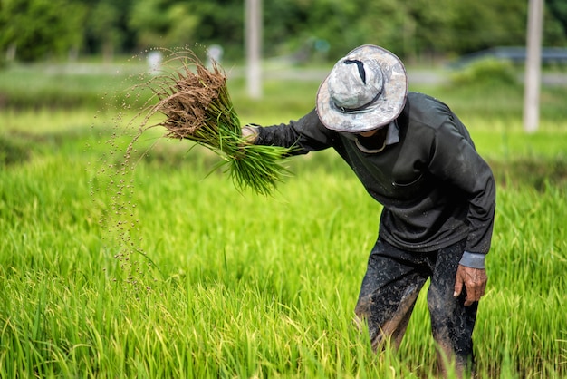 Farmers are planting rice in the rice paddy field