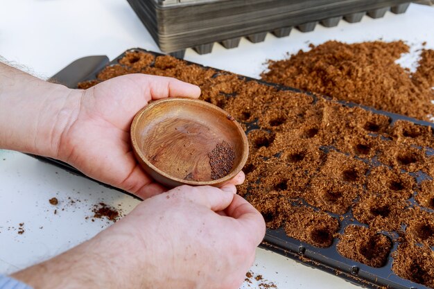 Farmers are sowing seed plants into the ground. Growing seedling, transplant, planting vegetables