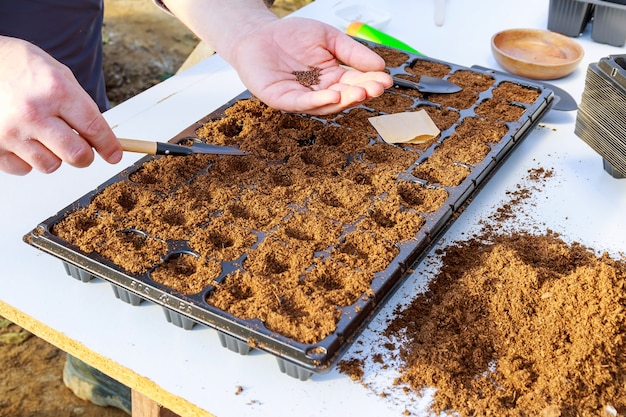 Farmers are sowing seed plants into the ground. Growing seedling, transplant, planting vegetables