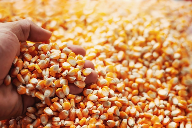 Farmers are using their hands to grasp the corn kernels to inspect Maize