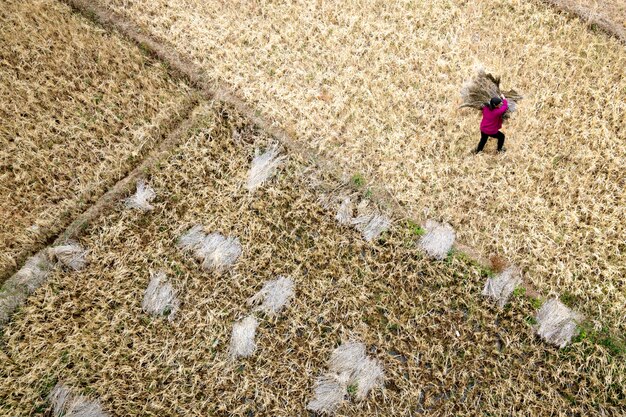 Farmers are working to grow rice