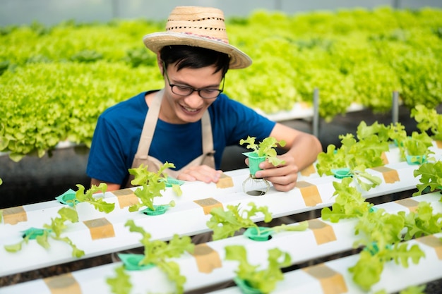Фермеры азиатского мужчины вручную собирают свежие салатные овощи в гидропонических фермах в теплице для продажи