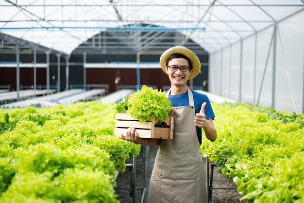 Farmers asian man hand harvest fresh salad vegetables in hydroponic plant system farms in the greenhouse to market