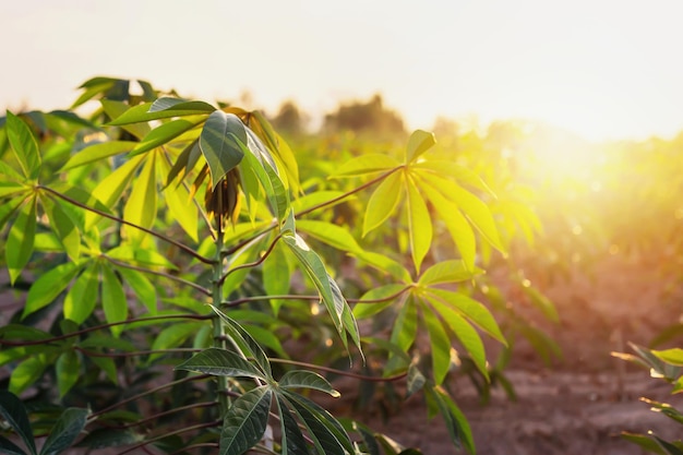 Piantagione di manioca degli agricoltori la sera c'è una luce solare soffusa.