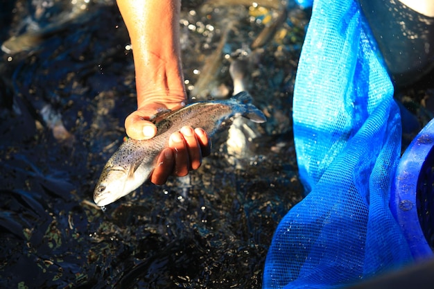 Farmers catch rainbow trout in ponds of Royal Project Doi Inthanon Thailand