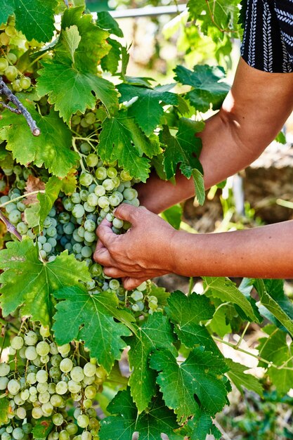 Farmers collecting grapes on organic farms. Woman cutting table grapes. Gardening, agriculture concept