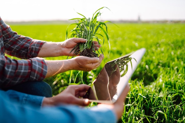 Farmers discuss agricultural issues on young wheat in field Farmers with tablet in field Smart farm