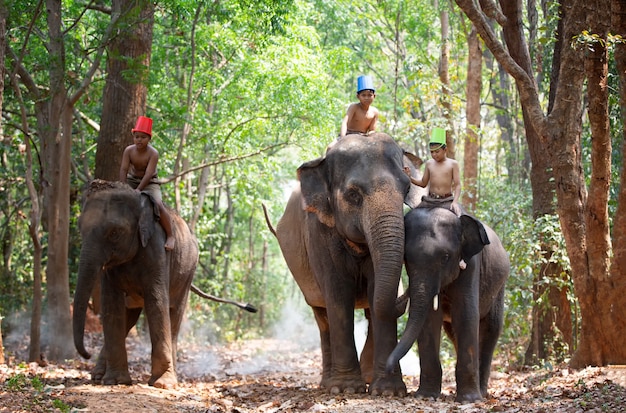 Farmers and elephant Asian culture