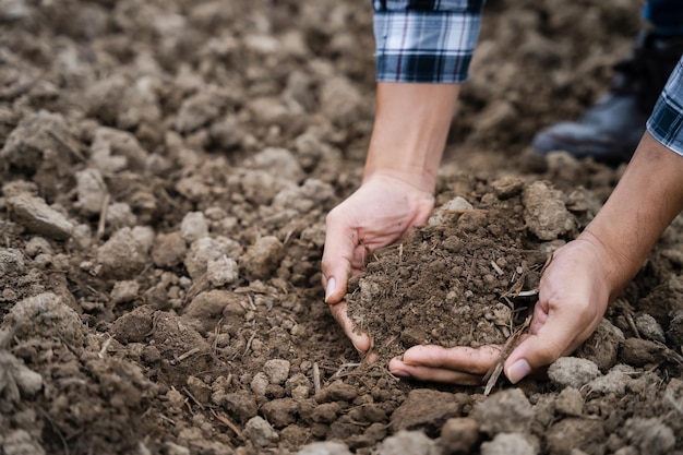 Farmers' expert hands check soil health before planting vegetable seeds or seedlings Business idea or ecology