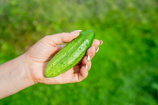 Farmers female hand holds a ripe cucumber Harvesting healthy food concept