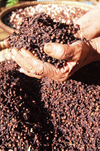 Farmers grasping Indonesian dried cloves. Cloves are scented dried flower buds from the Myrtaceae tree family.