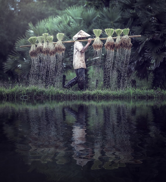 Farmers grow rice in the rainy season. 