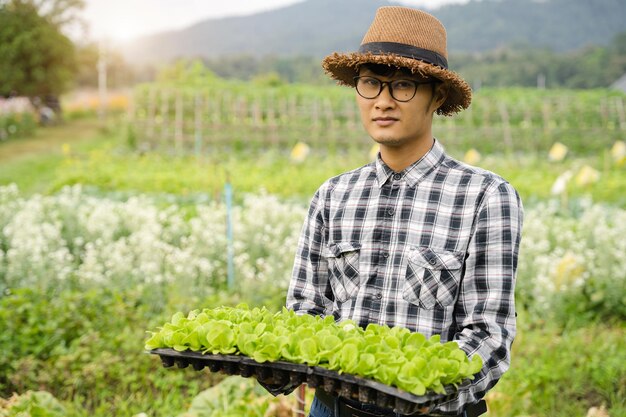 Foto gli agricoltori coltivano giovani piantine di insalata in giardino