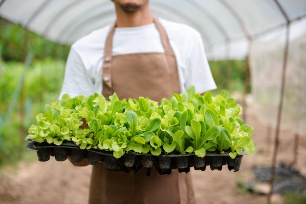 Farmers grow young seedlings of salad greens in the garden