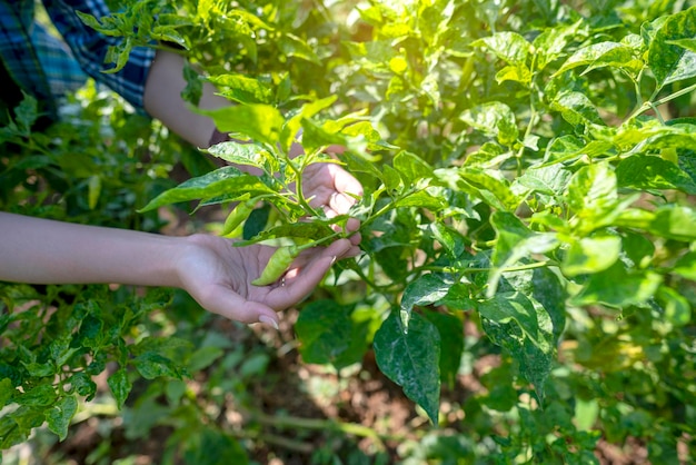 A farmers hand is picking chili