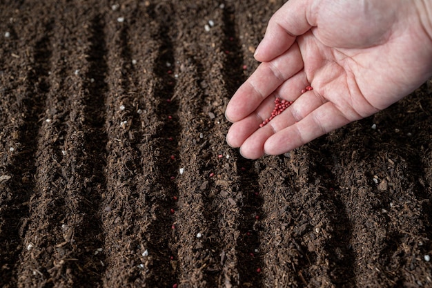 Gli agricoltori piantano semi a mano nel terreno