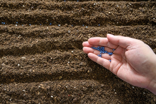 Gli agricoltori piantano semi a mano nel terreno