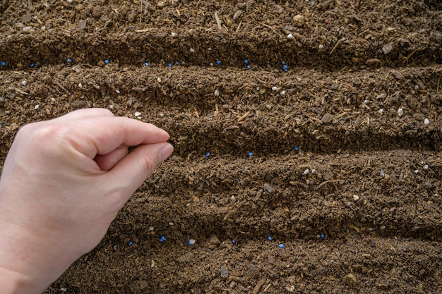 Gli agricoltori piantano semi a mano nel terreno