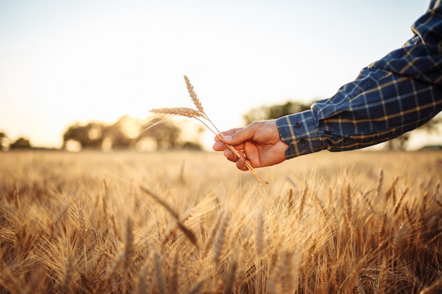 Farmers hand with the golden spikelets in it in the middle of the wheat field