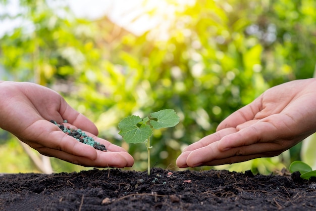 Farmers' hands are fertilizing the seedlings and watering the seedlings growing on fertile soil.