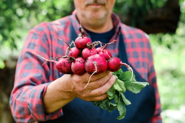 Farmers hands dolding horse radish