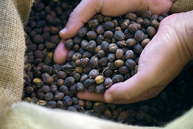 Farmers hands full of coffee beans
