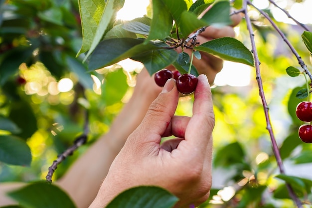 Farmers hands harvest cherries from a tree in the garden