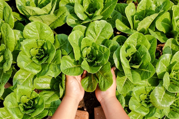 Farmers' hands hold organic green salad vegetables in the plot. Concept of healthy eating, non-toxic food, growing vegetables to eat at home