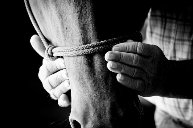 Farmers hands on horse head