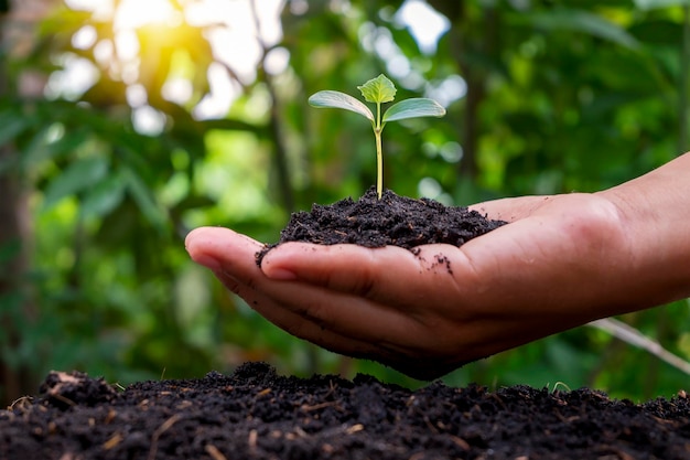 Farmers hands planting saplings on the ground and green background blur