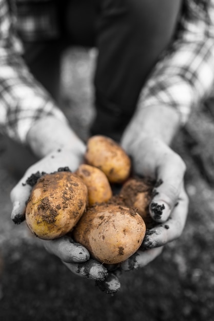 Farmers hands showing freshly dug potatoes 