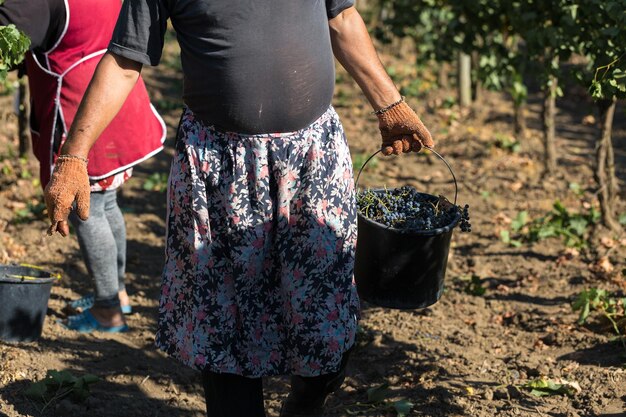 Farmers harvesting grapes from a vineyard Autumn harvesting