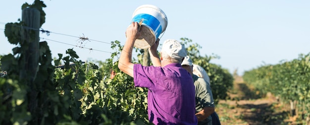 Agricoltori che raccolgono l'uva da un vigneto vendemmia autunnale