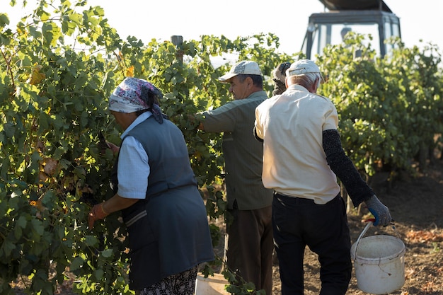 Фермеры собирают виноград с виноградника Осенний сбор урожая