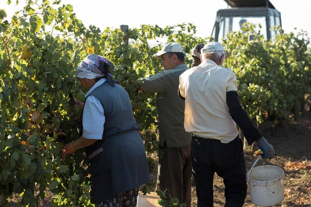 Farmers harvesting grapes from a vineyard Autumn harvesting