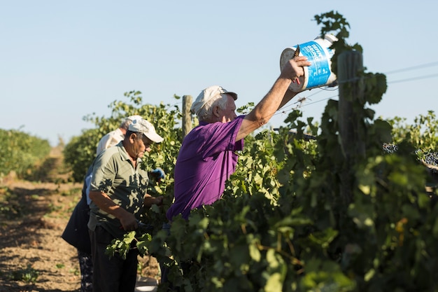 Farmers harvesting grapes from a vineyard Autumn harvesting