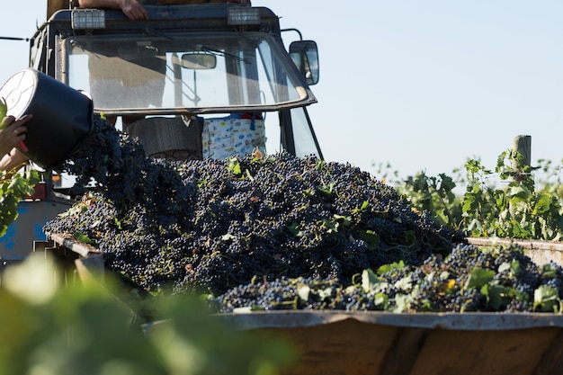 Farmers harvesting grapes from a vineyard. Autumn harvesting.