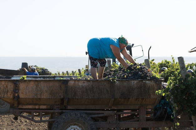 Фермеры собирают виноград с виноградника Осенняя уборка урожая