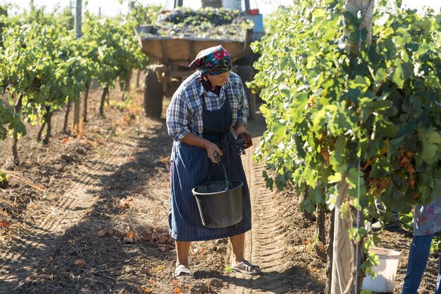 Farmers harvesting grapes from a vineyard Autumn harvesting