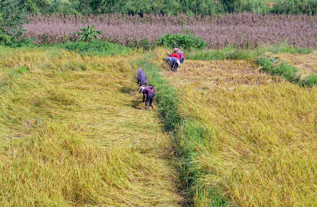 2018年11月1日、タイのプア、ナンで田んぼを収穫するのを手伝っている農民。