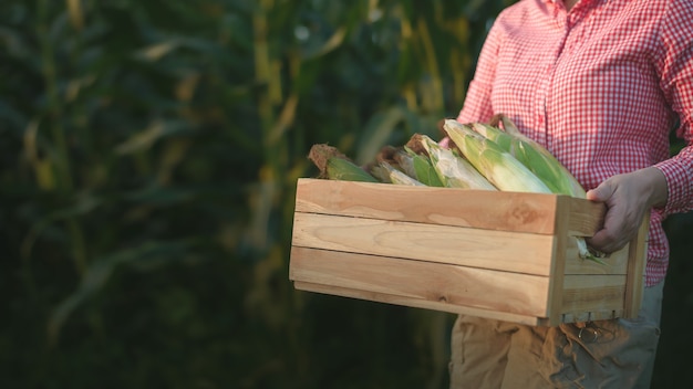 Photo farmers hold crates that are full of organic corn. the background is a corn field.