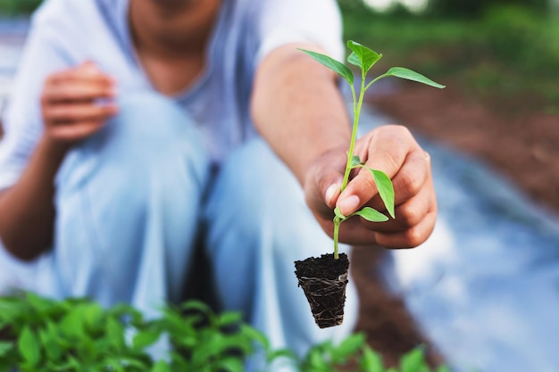 Gli agricoltori tengono gli alberelli da preparare per la semina in giardino