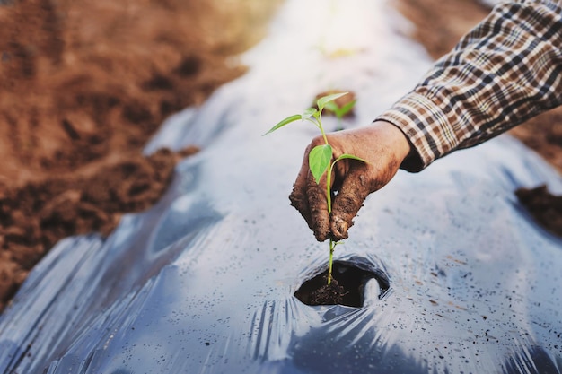 Gli agricoltori tengono gli alberelli da preparare per la semina in giardino