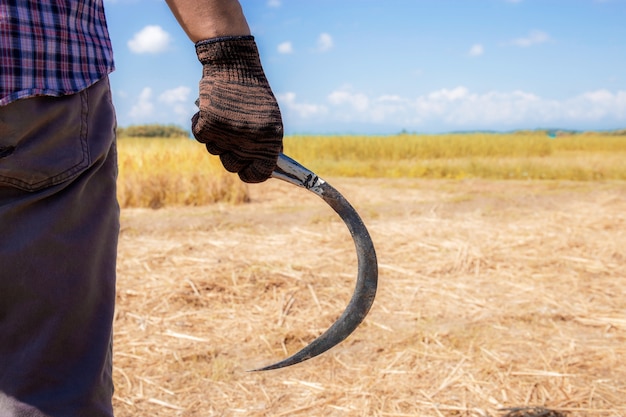 Farmers holding a sickle on field.