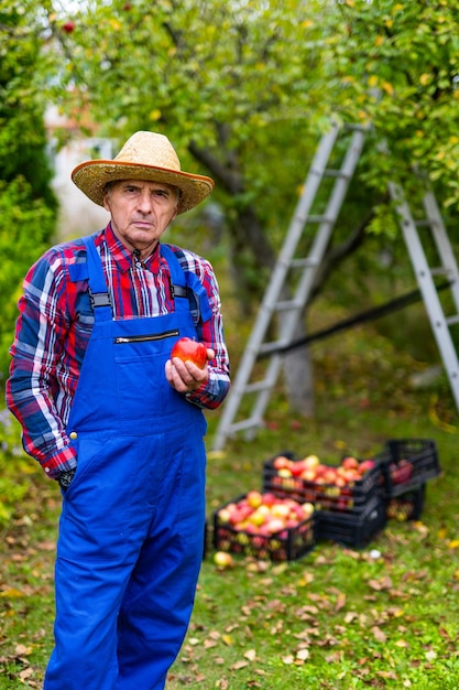 Farmers market healthy food Senior farmer displaying organic homegrown apples in a basket while standing at the garden