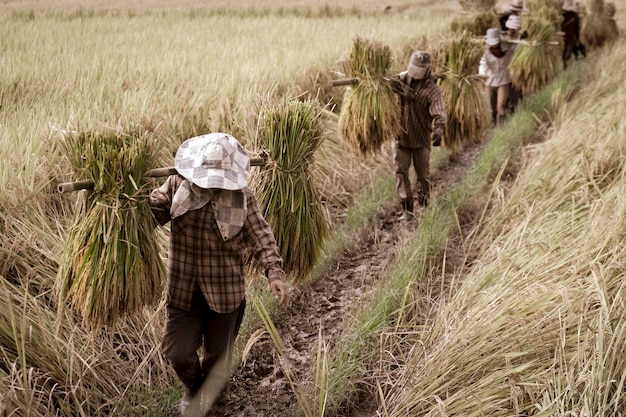 Farmers moving harvested rice out of field