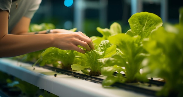 Farmers nurturing plants in a hydroponics garden exemplifying a health conscious approach